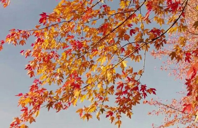 https://s3.us-east-2.amazonaws.com/partiko.io/img/newwork-awesome-autumn-natural-photo-1531488145979.png