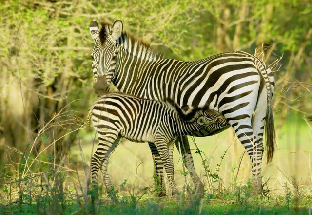 https://s3.us-east-2.amazonaws.com/partiko.io/img/newwork-awesome-looking-animal-for-zebras-1531489037198.png