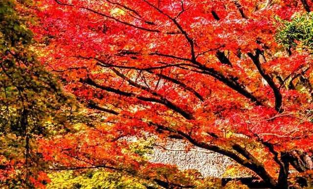https://s3.us-east-2.amazonaws.com/partiko.io/img/newwork-awesome-looking-colourful-autumn-nature-1533198518426.png