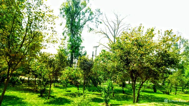 https://s3.us-east-2.amazonaws.com/partiko.io/img/newwork-beautiful-fruit-trees-garden-on-the-my-city-road-photography-1531970078827.png