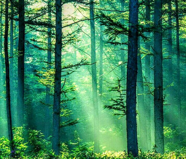 https://s3.us-east-2.amazonaws.com/partiko.io/img/newwork-beautiful-looking-sunest-lighting-forest-nature-1531287552021.png
