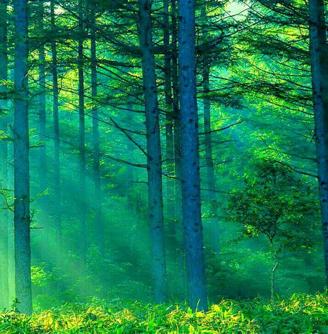https://s3.us-east-2.amazonaws.com/partiko.io/img/newwork-very-interesting-and-beautiful-green-natural-forest-photo-1531284055655.png