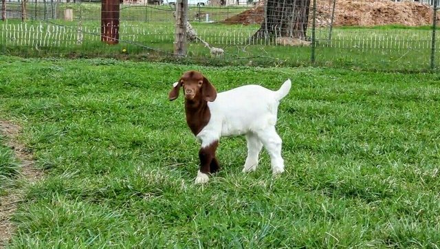 https://s3.us-east-2.amazonaws.com/partiko.io/img/newwork-very-nice-and-cute-goat-kid-1534005287026.png