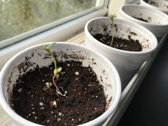 https://s3.us-east-2.amazonaws.com/partiko.io/img/offgridlife-my-latest-herb-seedlings-fvr5elq7-1541862010560.png