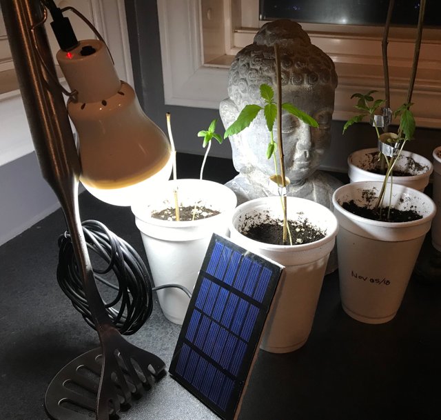https://s3.us-east-2.amazonaws.com/partiko.io/img/offgridlife-offgrid-solar-led-light-garden-experiments-in-canada-9qnjctuy-1543622922733.png