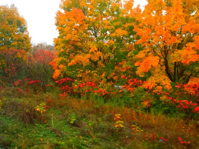https://s3.us-east-2.amazonaws.com/partiko.io/img/offgridlife-photography-autumn-colours-in-eastern-ontario-jcsgoynu-1540171084601.png