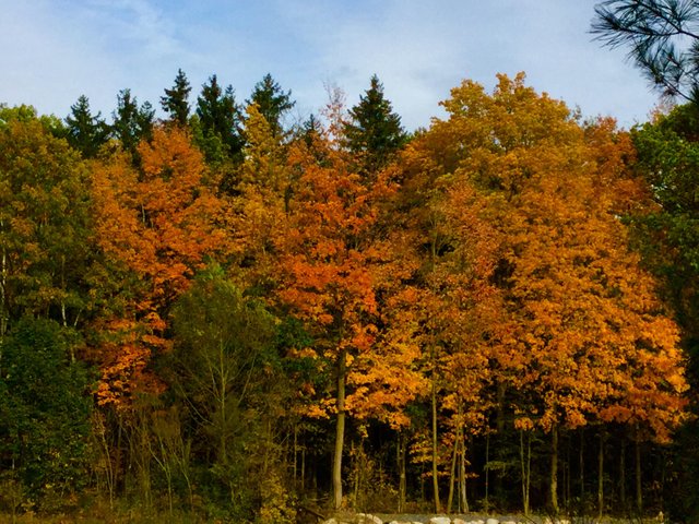 https://s3.us-east-2.amazonaws.com/partiko.io/img/offgridlife-photography-autumn-in-northern-ontario-canada-juefcg8j-1540520148128.png