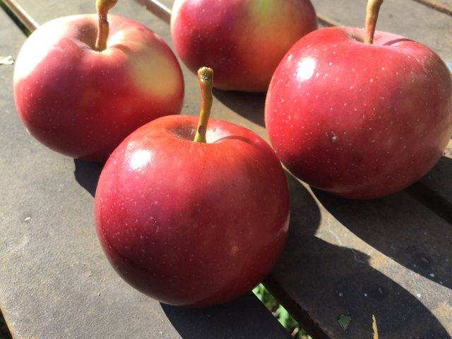 https://s3.us-east-2.amazonaws.com/partiko.io/img/offgridlife-photography-home-grown-empire-apples-from-our-tree-v7awf80h-1537127474983.png