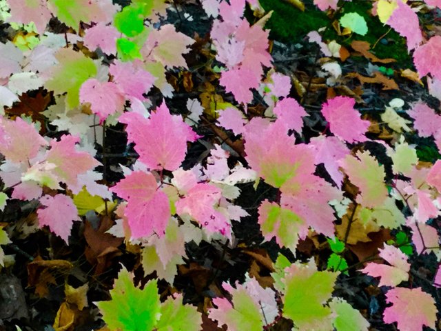 https://s3.us-east-2.amazonaws.com/partiko.io/img/offgridlife-photography-pink-leaves-ixpzcdpf-1539560705702.png