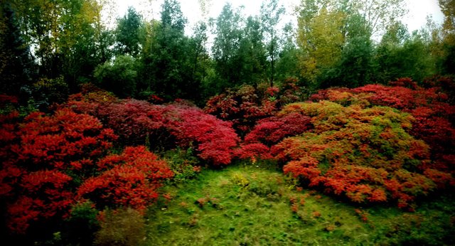 https://s3.us-east-2.amazonaws.com/partiko.io/img/offgridlife-photography-view-from-the-train-window--sumacs-yqavzbox-1538595388717.png