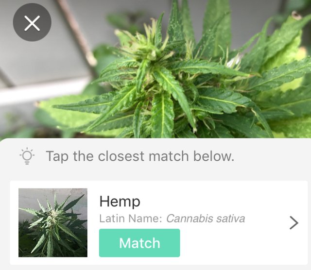 https://s3.us-east-2.amazonaws.com/partiko.io/img/offgridlife-using-the-picturethis-app-to-determine-unknown-weeds-growing-naturally-in-my-garden-amavbvyn-1537058163699.png