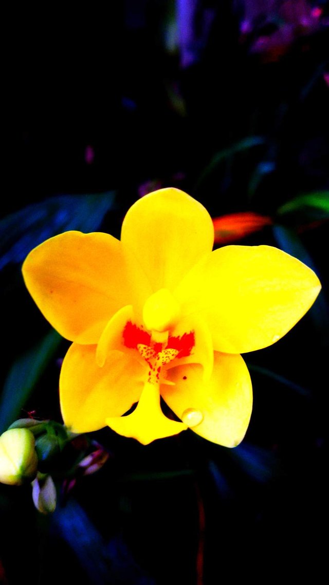 https://s3.us-east-2.amazonaws.com/partiko.io/img/pamungkas-laste-colourfulphotography--yellow-flower-1533973581367.png