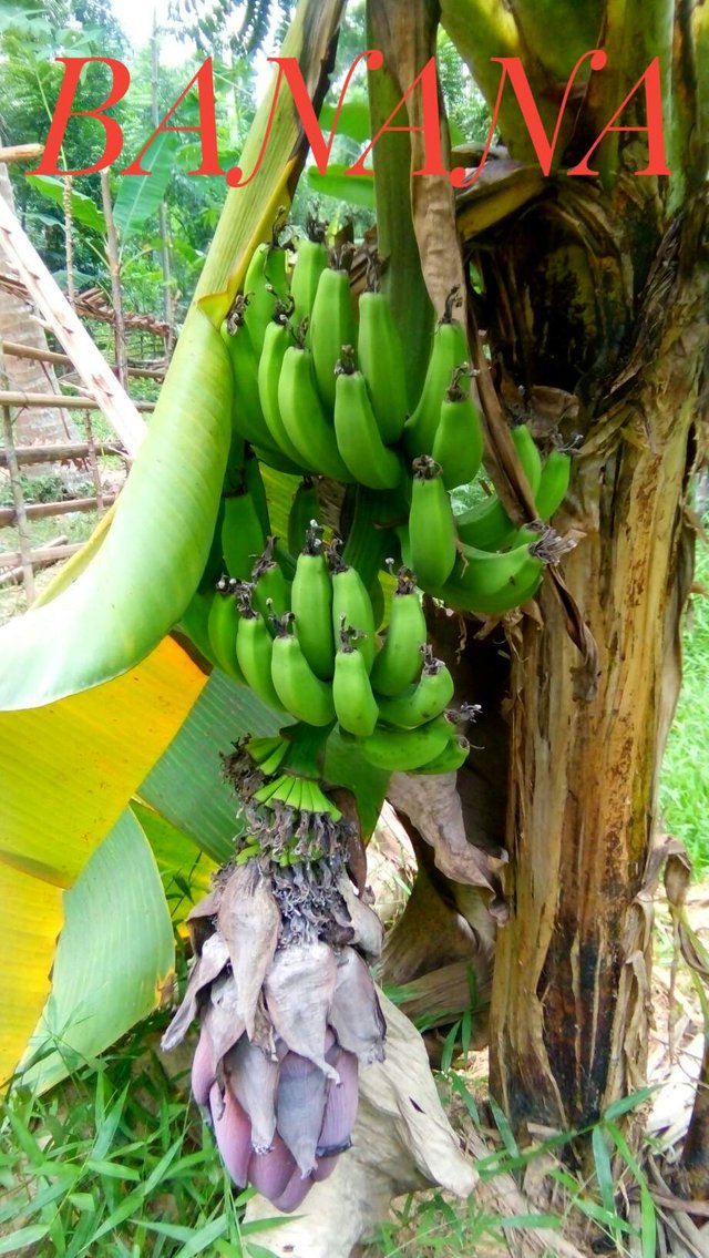 https://s3.us-east-2.amazonaws.com/partiko.io/img/permatachannel-bananas-are-very-tasty-and-lots-of-energy-and-vitaminsmrqyftmh-1534693082878.png