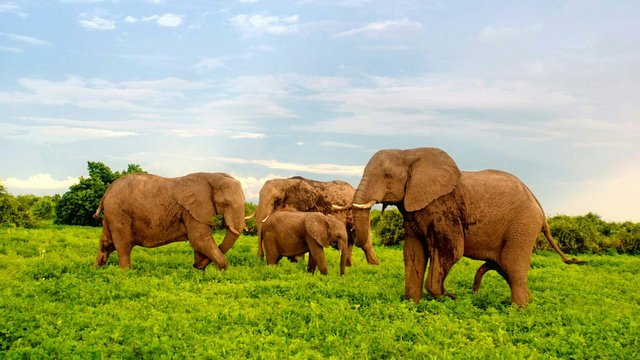 https://s3.us-east-2.amazonaws.com/partiko.io/img/plasm05280-adolescents--elephant-in-botswana-national-zoo-park-1533166691036.png