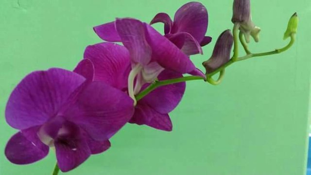 https://s3.us-east-2.amazonaws.com/partiko.io/img/poponpt6-orchid-red-flower-myanmar-1528378647257.png