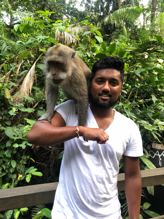 https://s3.us-east-2.amazonaws.com/partiko.io/img/pragas888-just-me-and-a-wild-monkey-in-bali-6cwmwrmc-1545974068506.png