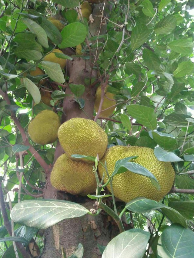 https://s3.us-east-2.amazonaws.com/partiko.io/img/puregrace-jackfruits-everywhere-1529987994122.png