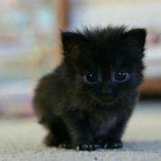 https://s3.us-east-2.amazonaws.com/partiko.io/img/rabiagilani-partiko-so-beautiful-cute-cat-its-black-color-and-how-beautiful-are-his-eyesjzgwswgf-1535710949871.png