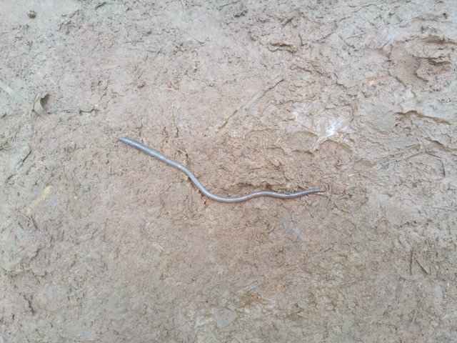 https://s3.us-east-2.amazonaws.com/partiko.io/img/ram.todkar-what-is-this-found-in-jungal-rajgad-1533551603330.png