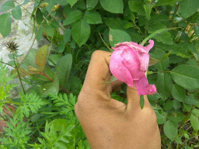https://s3.us-east-2.amazonaws.com/partiko.io/img/richalyandesty-do-you-have-some-amazing-flower-boy-1531124506737.png