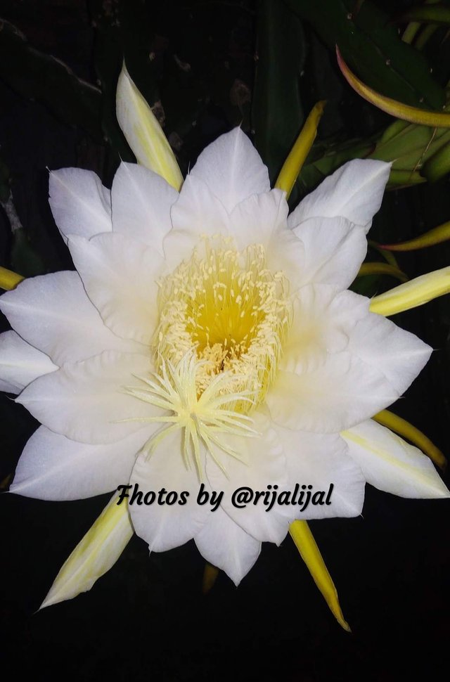 https://s3.us-east-2.amazonaws.com/partiko.io/img/rijalijal-beutiful-flowers-photography-1534210695777.png