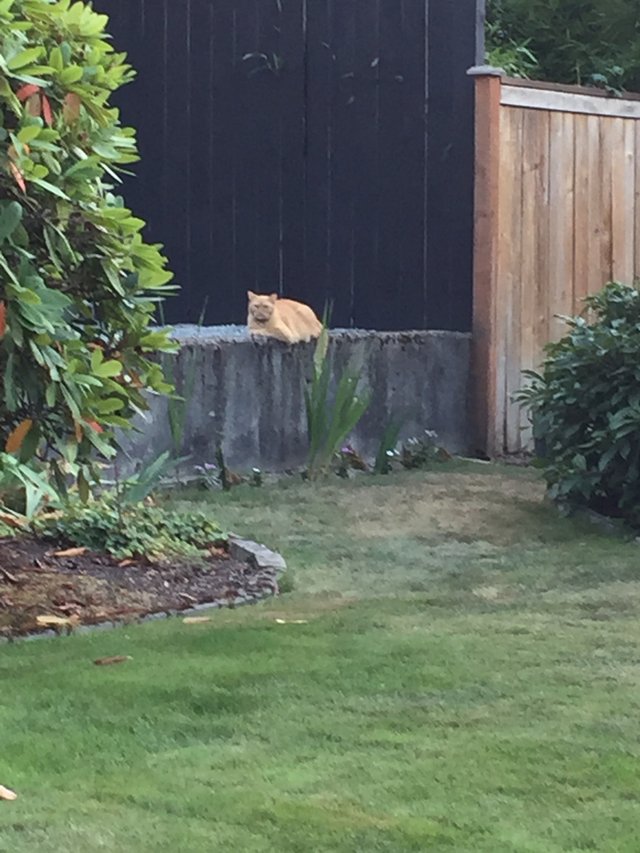 https://s3.us-east-2.amazonaws.com/partiko.io/img/roger5120-cat-resting-on-top-of-the-fence-fszicpcn-1536284480894.png