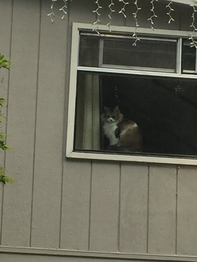 https://s3.us-east-2.amazonaws.com/partiko.io/img/roger5120-cat-sitting-by-the-windowsposbahs-1535764243843.png