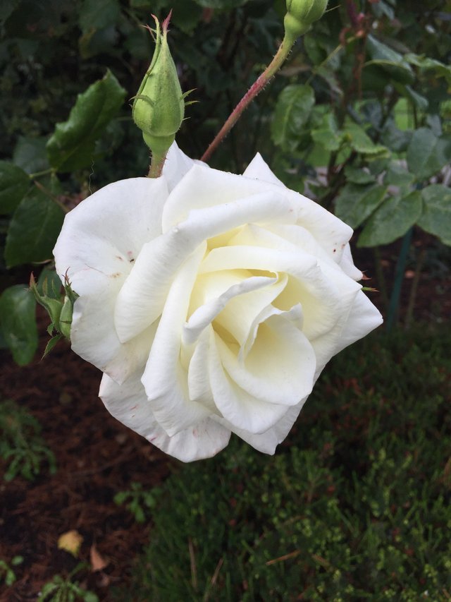 https://s3.us-east-2.amazonaws.com/partiko.io/img/roger5120-white-rose-is-simply-pretty-pxdetri4-1536857566794.png