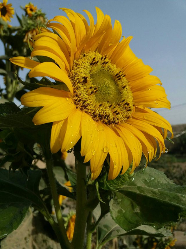 https://s3.us-east-2.amazonaws.com/partiko.io/img/sabirshah-sunflowers-are-blowing-at-morning-1531484997865.png