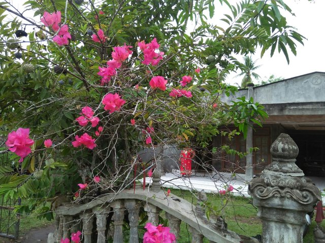 https://s3.us-east-2.amazonaws.com/partiko.io/img/safroel72-bougainvillea-flowerszzc5agok-1534914003394.png