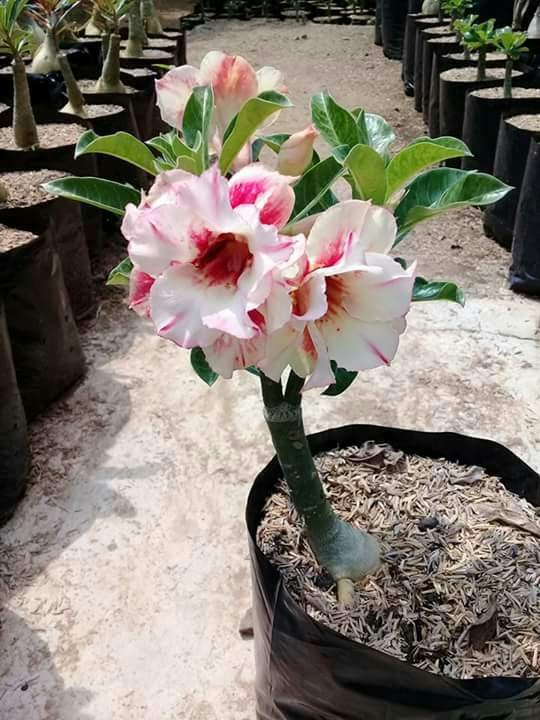 https://s3.us-east-2.amazonaws.com/partiko.io/img/salmawatii-summer-flowers-5--beauty-flower-1533975863586.png