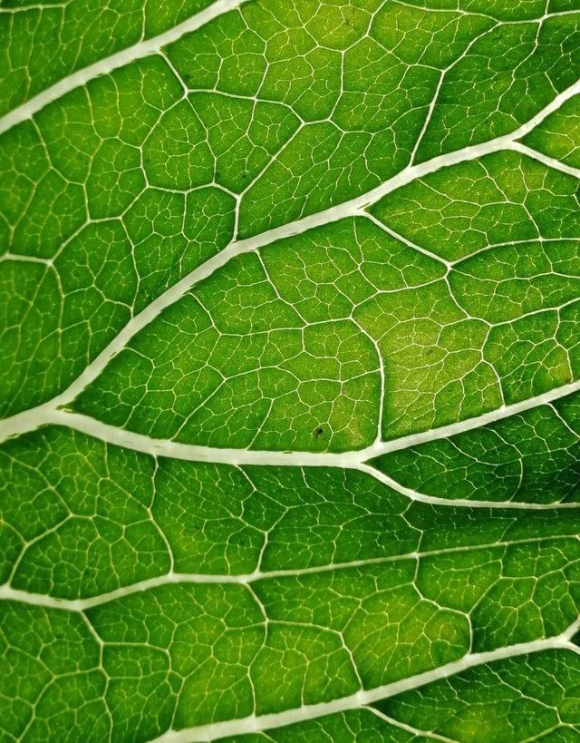 https://s3.us-east-2.amazonaws.com/partiko.io/img/sharpshot-colourful-green-leaf-veins-macro-close-up-photo-1530194308246.png