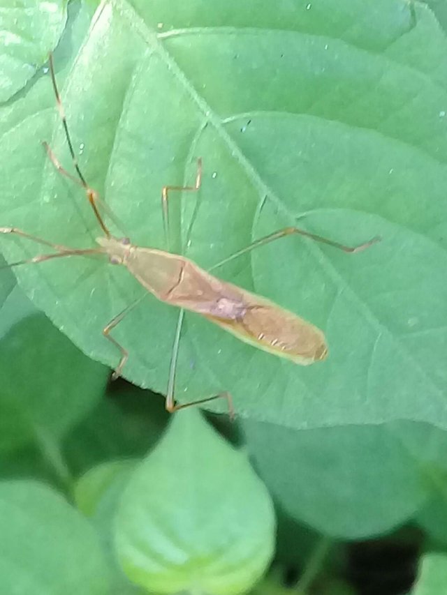 https://s3.us-east-2.amazonaws.com/partiko.io/img/siliwangi-leaf-insects-1532452477833.png