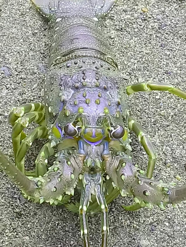 https://s3.us-east-2.amazonaws.com/partiko.io/img/siliwangi-lobster-shrimp-1533818653369.png