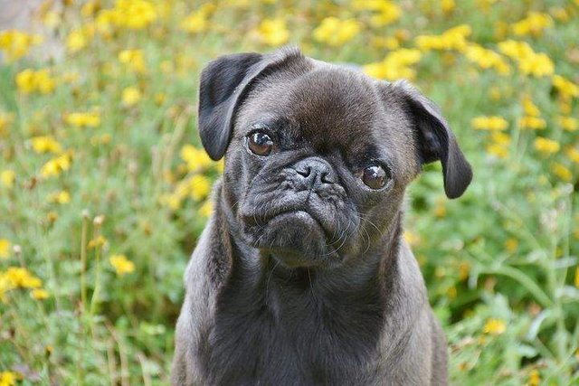 https://s3.us-east-2.amazonaws.com/partiko.io/img/sk2001-my-pet--black-pug-mcc9tnj9-1537887275099.png