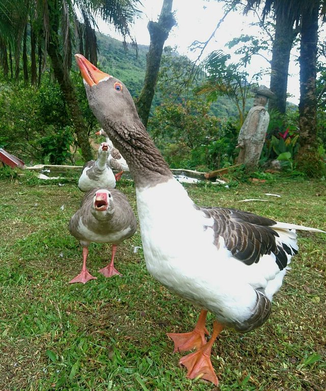 https://s3.us-east-2.amazonaws.com/partiko.io/img/snmelinger-bonitos-patos-de-bolvar-santander-beautiful-ducks-1530822369884.png