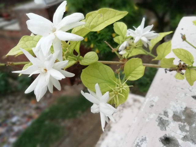 https://s3.us-east-2.amazonaws.com/partiko.io/img/steallion-natural-white-flower-photograph-1532507939240.png