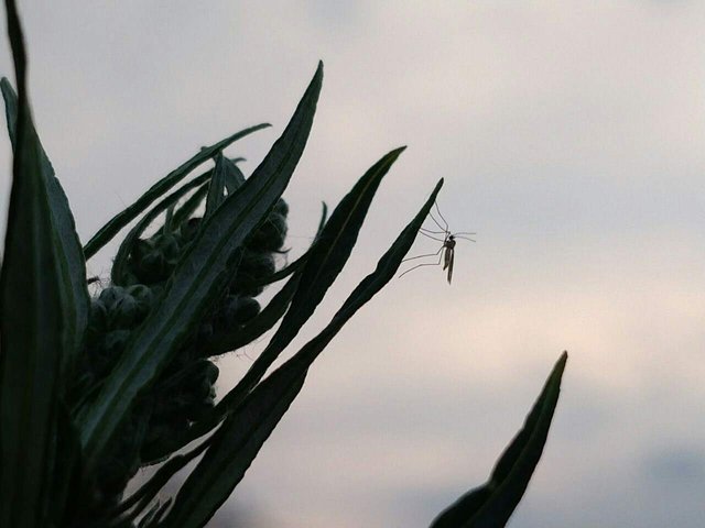https://s3.us-east-2.amazonaws.com/partiko.io/img/steepphotos-animal-photography-mosquitoes-1530942503210.png