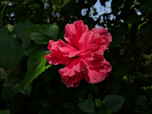 https://s3.us-east-2.amazonaws.com/partiko.io/img/steepphotos-flower-photography--hibiscus-1530872212985.png