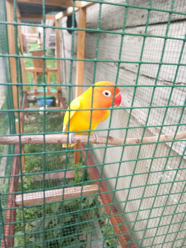 https://s3.us-east-2.amazonaws.com/partiko.io/img/suhardi-sikuning-love-bird--yellow-live-bird-1528506988581.png