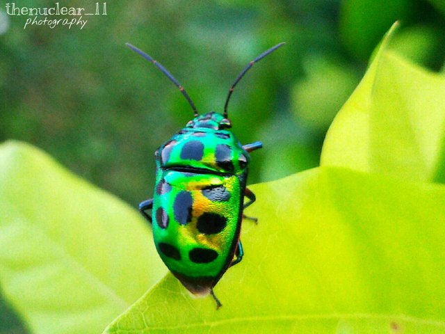 https://s3.us-east-2.amazonaws.com/partiko.io/img/thenuclear-my-entry-for-the-7day-macrophotography-challenge-by-flamingirl-colourful-beetles-for-the-5th-day-vfjtr1pf-1536417582095.png