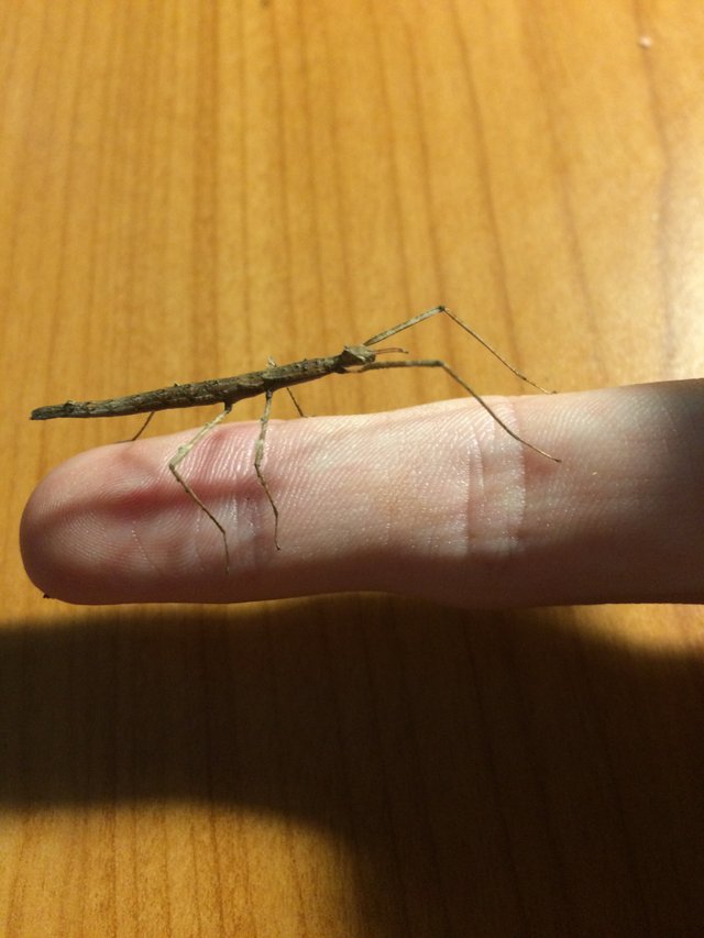 https://s3.us-east-2.amazonaws.com/partiko.io/img/tomthetoaster-my-little-stick-insect-qdpocbll-1536397143123.png