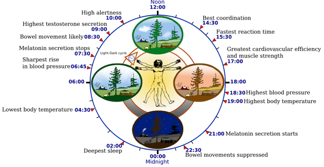 https://s3.us-east-2.amazonaws.com/partiko.io/img/toughkid-bodys-clock-why-we-experience-sleepwake-cycle-and-mental-alertness-cycleotgnsy20-1535277692532.png