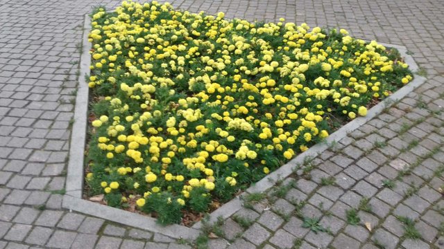 https://s3.us-east-2.amazonaws.com/partiko.io/img/travoved-color-challenge-wednesday-yellow-flowers-from-city-garden-1533750035180.png