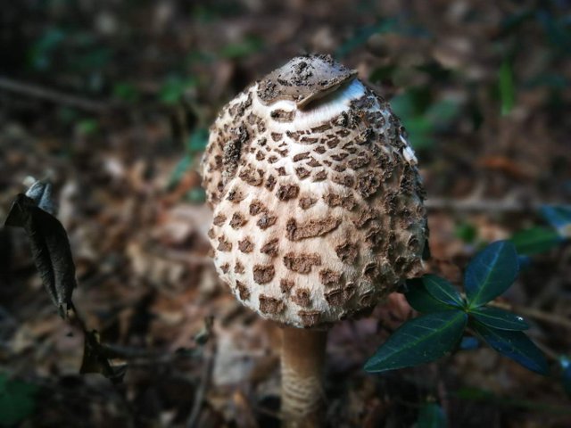 https://s3.us-east-2.amazonaws.com/partiko.io/img/trustert1-mushroom-gwochp7s-1536508260079.png