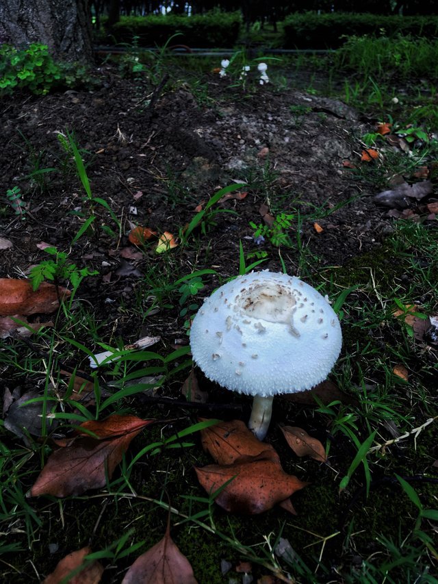 https://s3.us-east-2.amazonaws.com/partiko.io/img/vicky1223-mushroom-2movawvhb-1534831442853.png