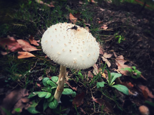 https://s3.us-east-2.amazonaws.com/partiko.io/img/vicky1223-mushroom-3r4nzuyte-1534831749000.png