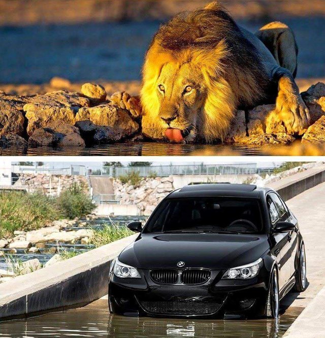 https://s3.us-east-2.amazonaws.com/partiko.io/img/vv1984i-the-lion-and-the-bmw-is-the-same-thing-1533115474576.png