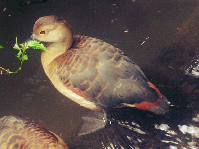 Ara The Wetland Birds Are Almost Extinct Ara Burung Sawah Yang