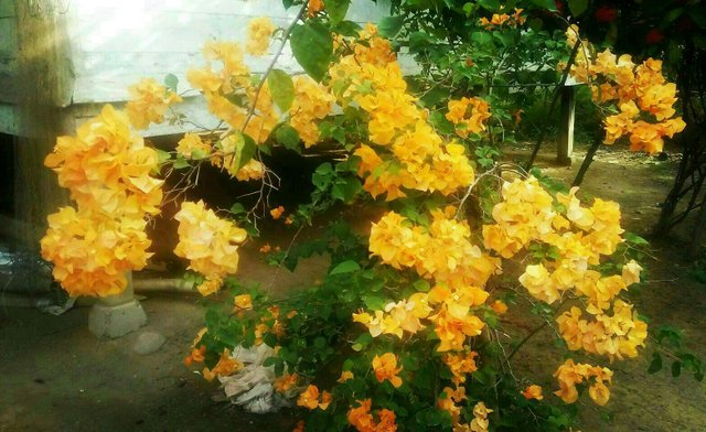 https://s3.us-east-2.amazonaws.com/partiko.io/img/zharifa-beautiful-flowers-in-my-garden-1533915283643.png